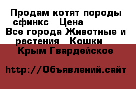 Продам котят породы сфинкс › Цена ­ 4 000 - Все города Животные и растения » Кошки   . Крым,Гвардейское